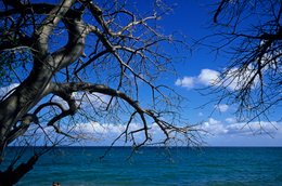 Backlight;-Baobab;-Branches;-Comoros-Archipelago;-France;-Indian-Ocean;-Kaleidos;-Kaleidos-images;-La-parole-à-limage;-Laurent-Abad;-Mayotte;-Sea;-Sky;-Stories-Pictures;-Tree